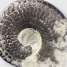 Ammonit im geowissenschaftlichen Institut in Göttingen